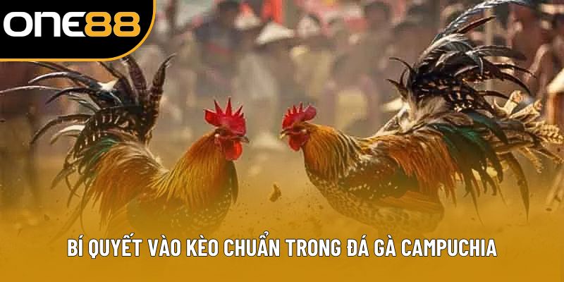 Bí quyết vào kèo chuẩn trong đá gà Campuchia
