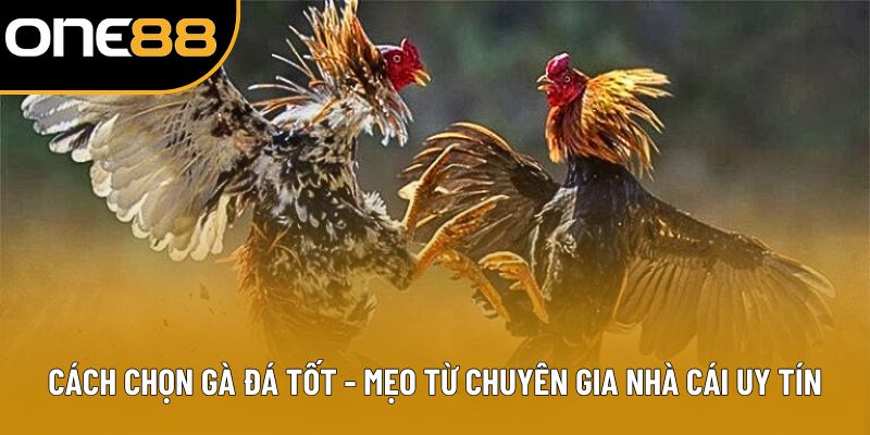 Cách Chọn Gà Đá Tốt - Mẹo Từ Chuyên Gia Nhà Cái Uy Tín