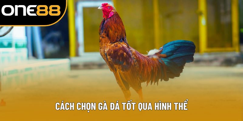 Cách chọn gà đá tốt qua hình thể