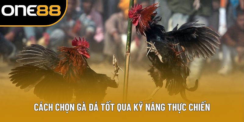 Cách chọn gà đá tốt qua kỹ năng thực chiến