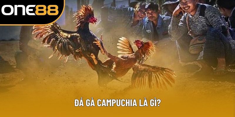 Đá gà Campuchia là gì?