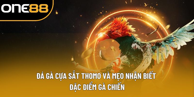 Đá Gà Cựa Sắt Thomo Và Mẹo Nhận Biết Đặc Điểm Gà Chiến
