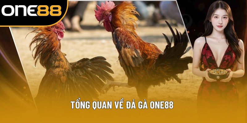 Tổng quan về đá gà ONE88