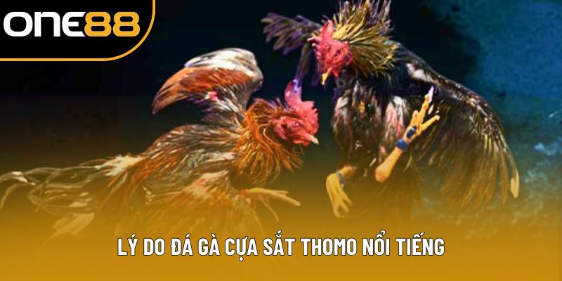 Lý do đá gà cựa sắt Thomo nổi tiếng