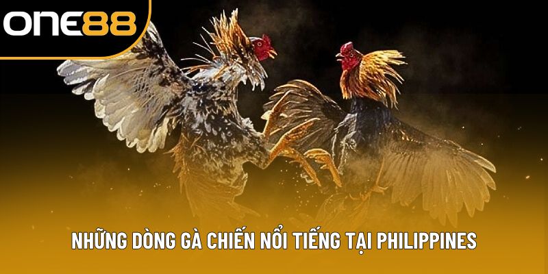 Những dòng gà chiến nổi tiếng tại Philippines Những dòng gà chiến nổi tiếng tại Philippines