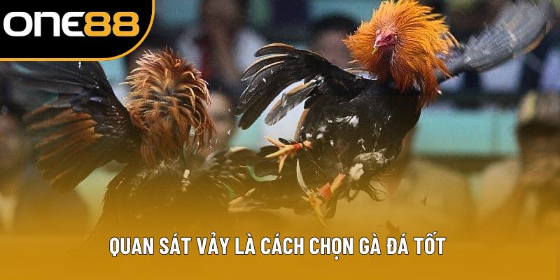 Quan sát vảy là cách chọn gà đá tốt 