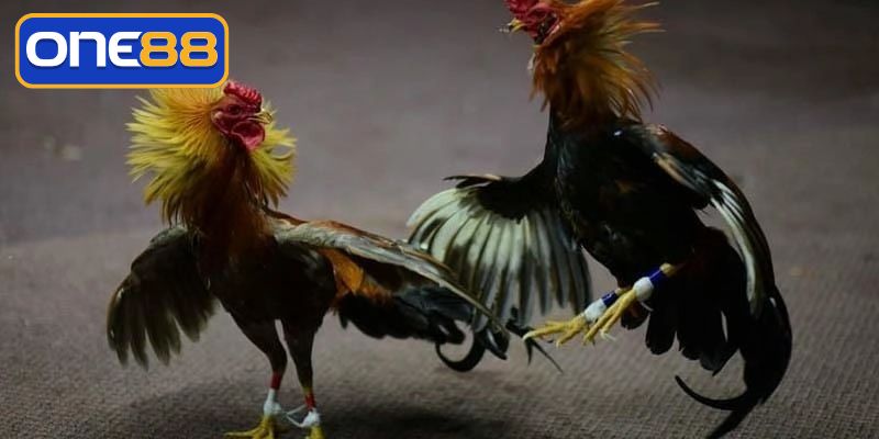 Đá gà Thomo trực tiếp